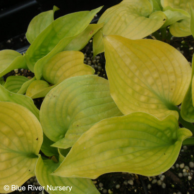 Hosta 'Faith'