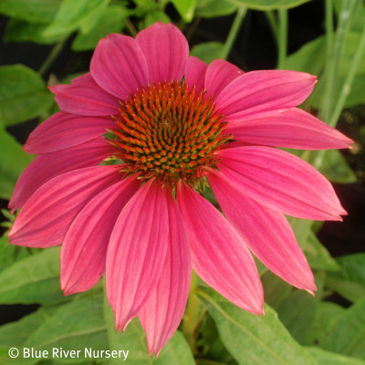 Echinacea purpurea 'Pow Wow Wild Berry'