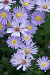 Photograph courtesy of Creek Hill Nursery, Inc.
