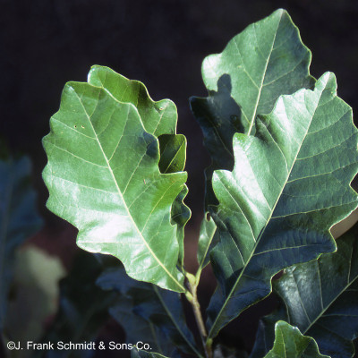 Quercus bicolor