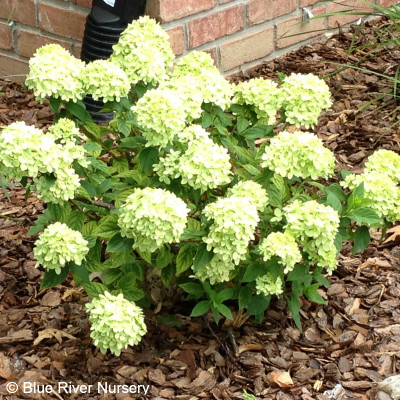 Hydrangea paniculata 'Little Lime'