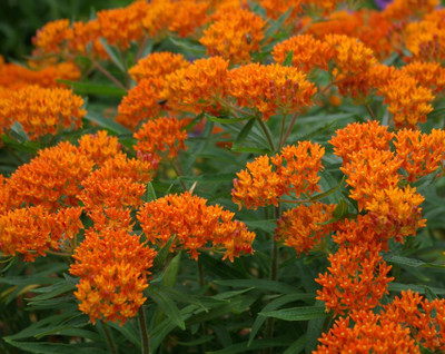 Asclepias tuberosa