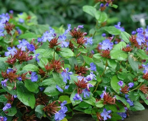 Ceratostigma plumbaginoides