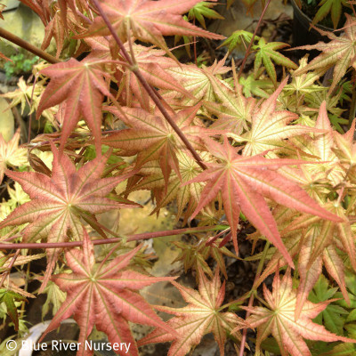 Acer palmatum 'Peaches & Cream'