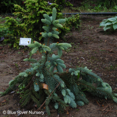 Picea pungens 'The Blues'