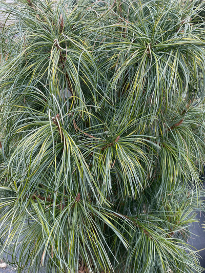 Pinus koraiensis 'Jack Korbit'
