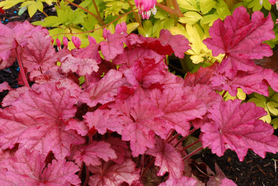 Photograph courtesy of Creek Hill Nursery, Inc.