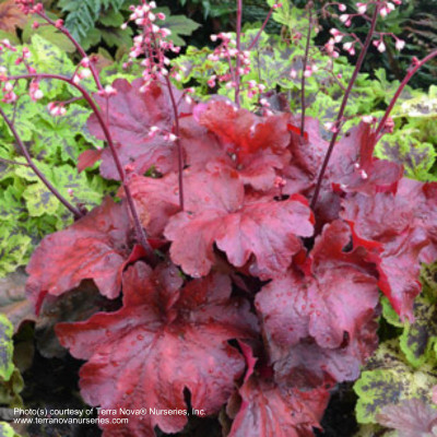 Heuchera 'Fire Alarm'