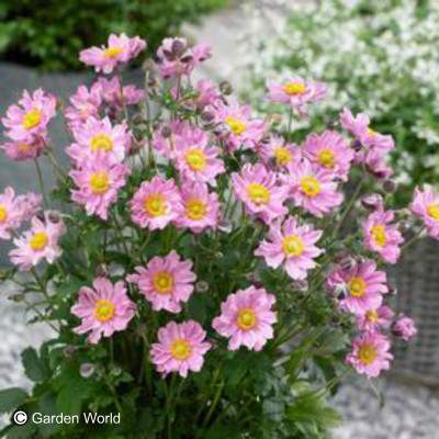 Anemone x Fantasy 'Pocahontas' ppaf