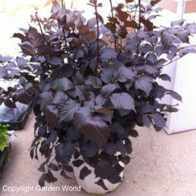 Astilbe chinensis 'Chocolate Shogun'