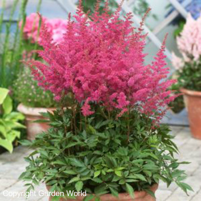Astilbe chinensis 'Younique Lilac'