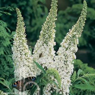 Buddleia davidii 'White Profusion'