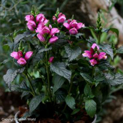 Chelone lyonii 'Tiny Tortuga'