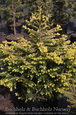 Picea abies 'Acro-yellow'