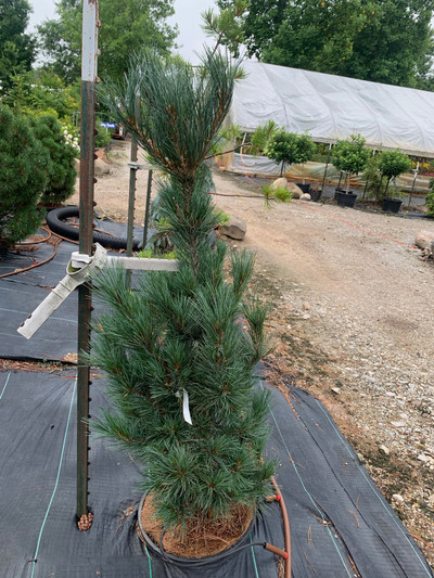 Pinus cembra 'Tip Top'