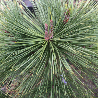 Pinus jeffreyi 'Joppi'