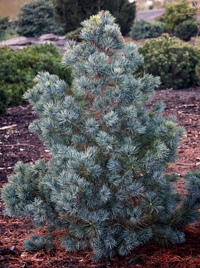 Pinus parviflora 'Blue Giant'