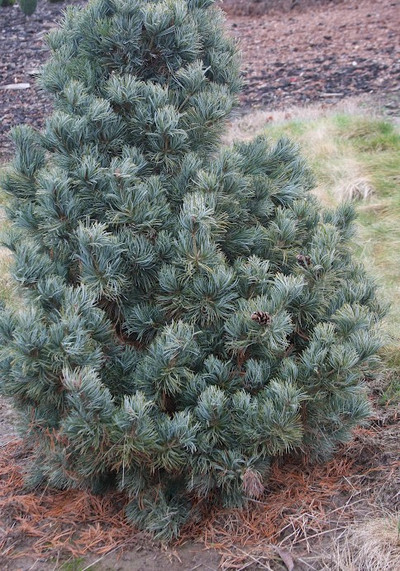 Pinus parviflora 'Gimborn's Ideal'