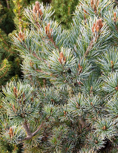 Pinus parviflora 'Negishi'
