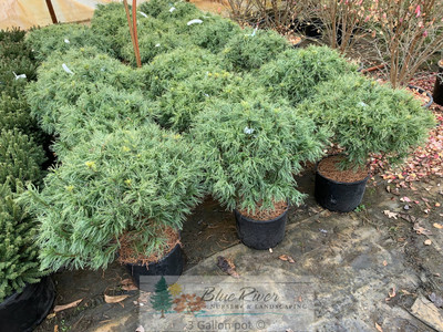 Pinus strobus 'Mini Twists'