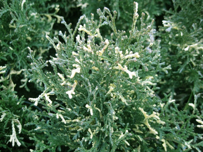 Thuja occidentalis 'Konfetti'