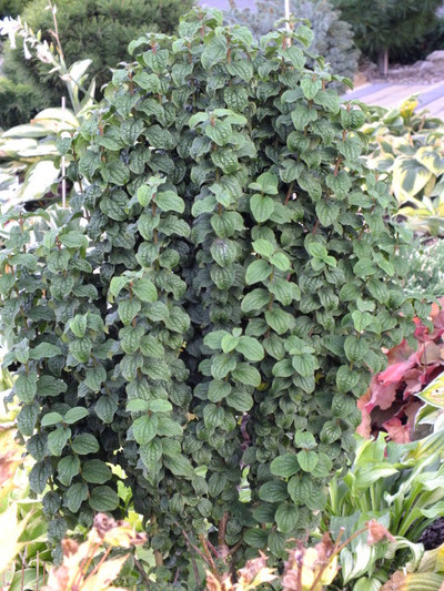 Cornus sanguinea 'Compressa'