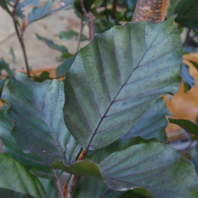 Fagus sylvatica 'Dawyck Purple'