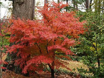 Acer palmatum 'Arakawa'