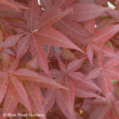 Acer palmatum 'Rhode Island Red'