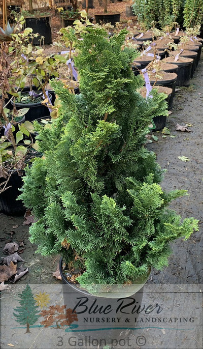 Chamaecyparis obtusa ‘Nana Gracilis’