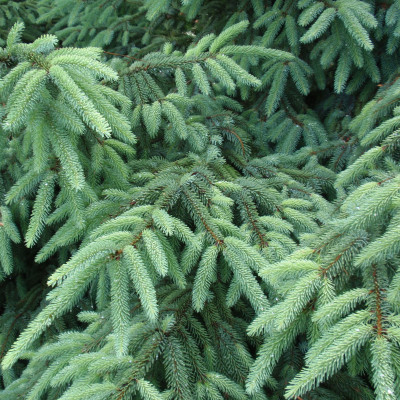 Picea mariana ‘Golden’