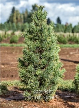 Pino zirbel Westerstede 25-30cm Pinus cembra