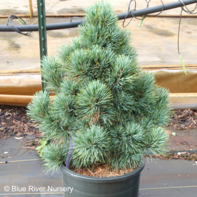 Pinus cembra 'Blue Mound'