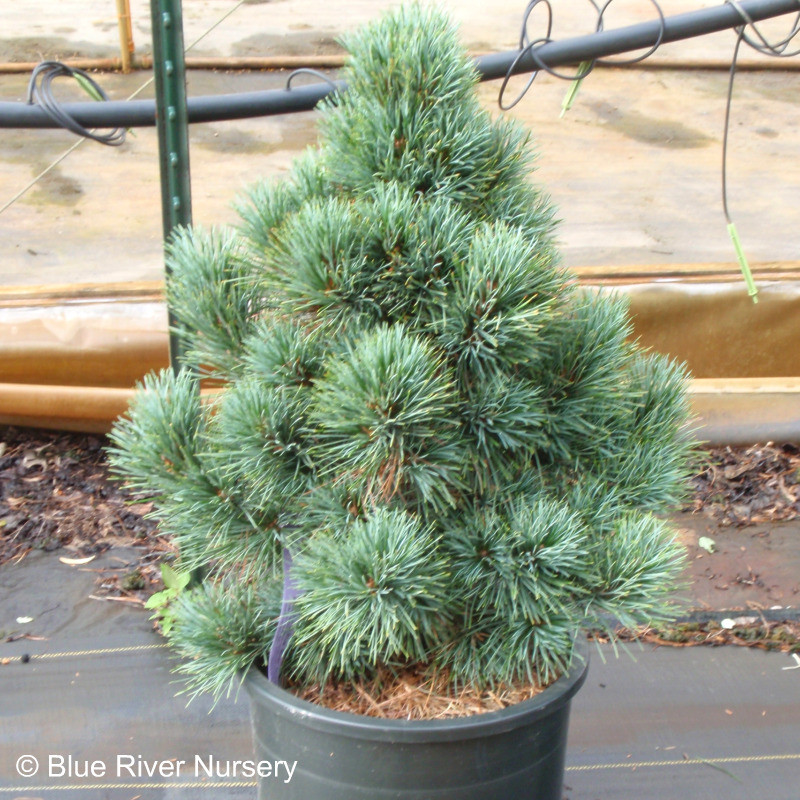 Pinus Cembra Blue Mound