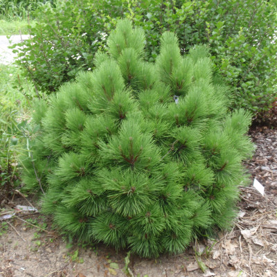 Pinus resinosa 'Morel'
