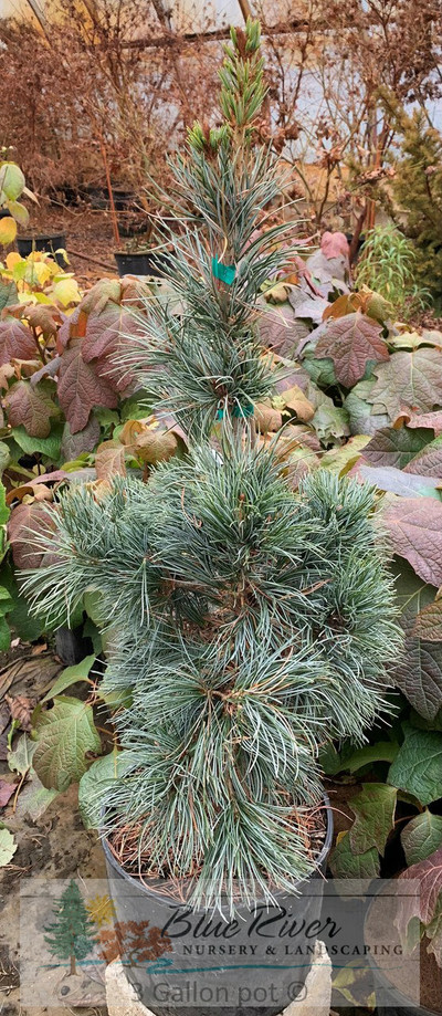 Pinus parviflora 'Blauer Engel'