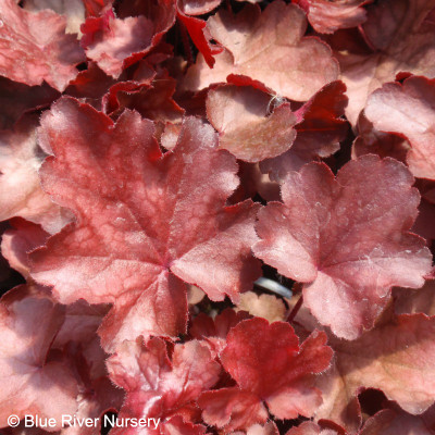 Heuchera 'Fire Chief'