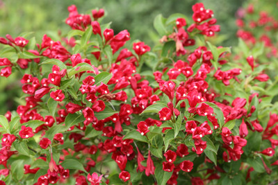 Weigela 'Sonic Bloom Red'