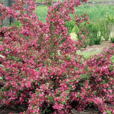 Weigela 'Sonic Bloom Pink'