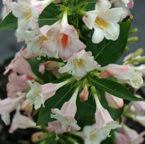 Weigela 'Sonic Bloom Pearl'