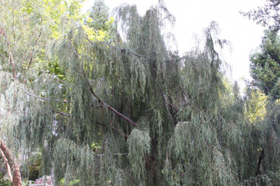 Juniperus scopulorum 'Weeping Blue'