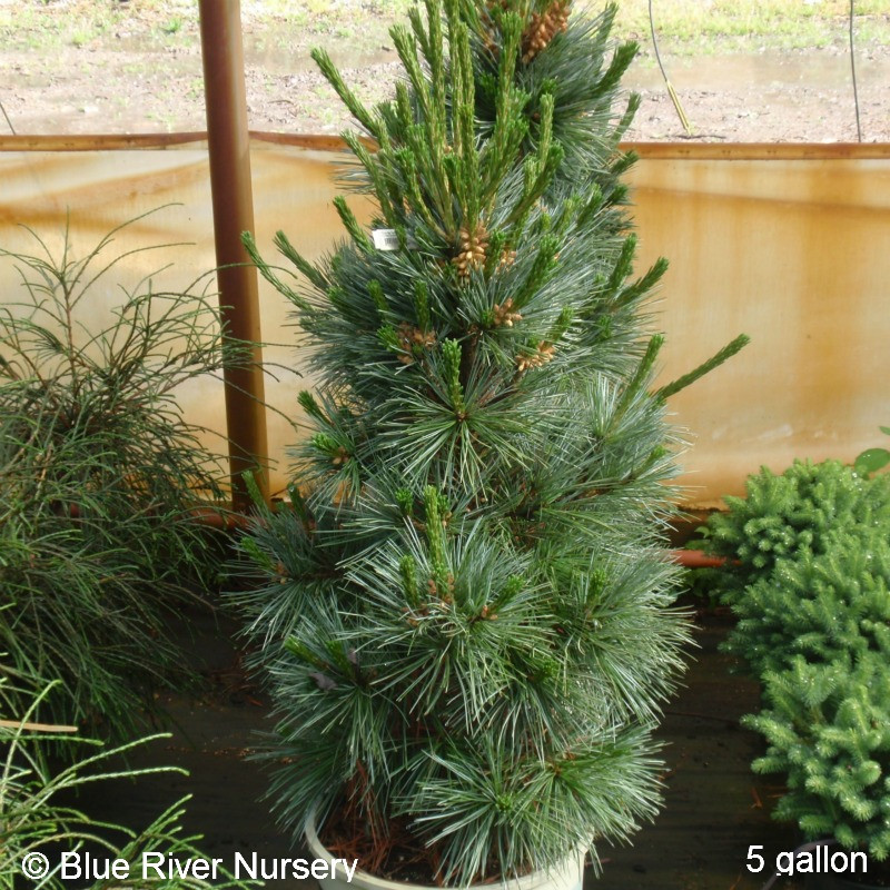Pinus flexilis 'Vanderwolf's Pyramid'