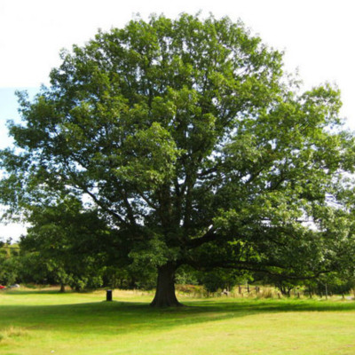 Quercus rubra