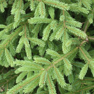 Picea glauca