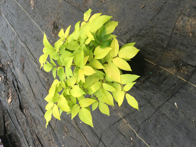 Aralia cordata 'Sun King'