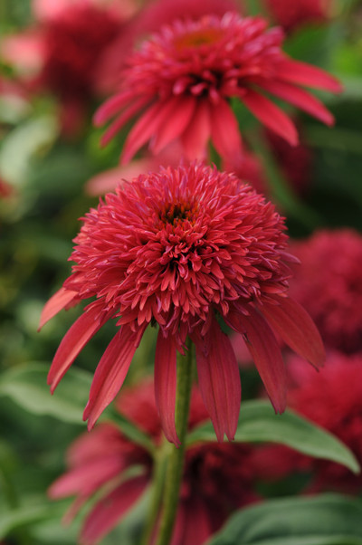 Photograph courtesy of Creek Hill Nursery, Inc.