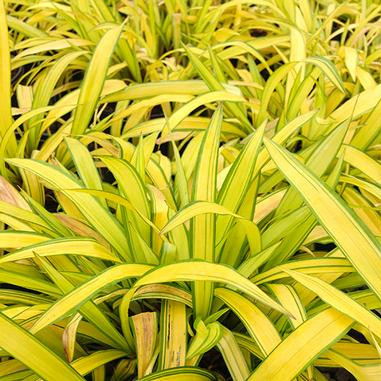 Carex siderosticha 'Banana Boat'