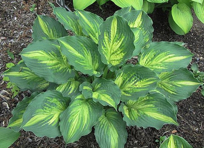 Hosta 'Lakeside Paisley Print'