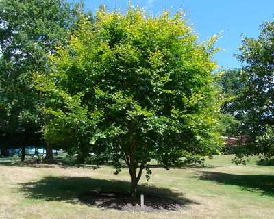 Fagus sylvatica