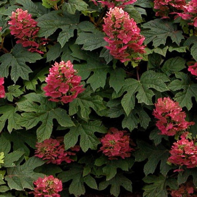 Hydrangea quercifolia 'Ruby Slippers'